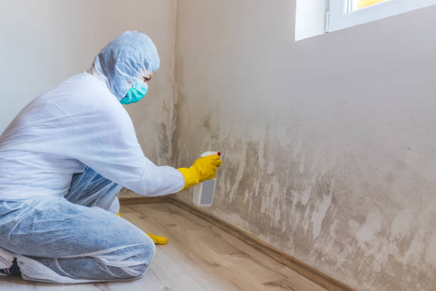 Black mold inspection in Medford